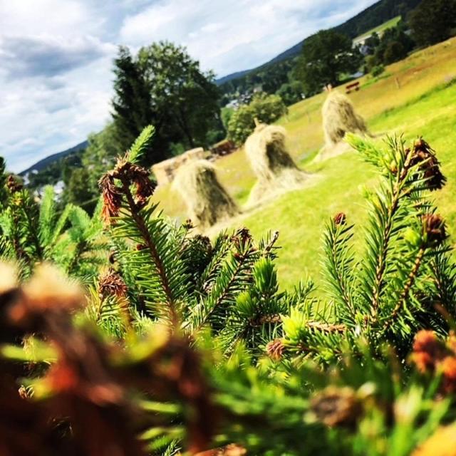 Rennsteighotel Gruener Baum Schmiedefeld am Rennsteig Bagian luar foto
